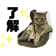 [LINEスタンプ] runa roi boss neko