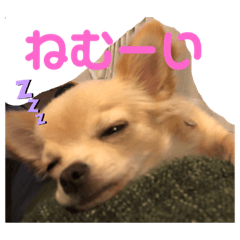 [LINEスタンプ] チワワのヒメたん❤️