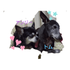 [LINEスタンプ] 我が家の愛犬  アンジーとトム  06