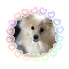 [LINEスタンプ] ポメラニアンのシロ2