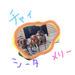 [LINEスタンプ] メリーとチャイとシータの可愛いスタンプ