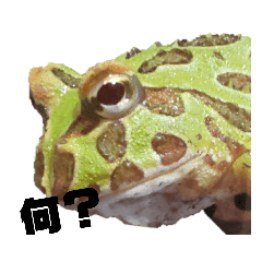 [LINEスタンプ] ツノガエル フロン Cranwell's horned frog