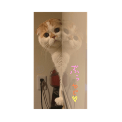 [LINEスタンプ] ぶぅ その1