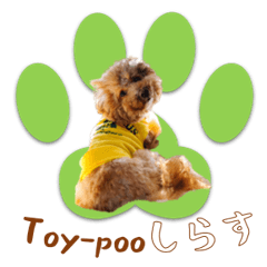 [LINEスタンプ] トイプードルのしらす
