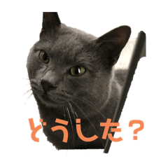 [LINEスタンプ] ニャンとスタンプ
