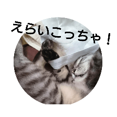 [LINEスタンプ] ねこのハヤテ  2