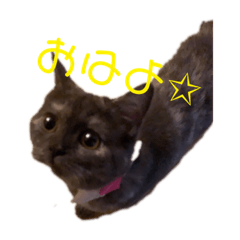 [LINEスタンプ] ♥︎MERU♥︎