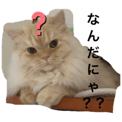 [LINEスタンプ] 我が家のチョコたん ver1.0