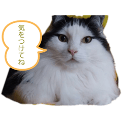 [LINEスタンプ] おかっぱちゃん日常会話