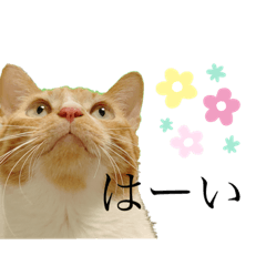 [LINEスタンプ] よしお_