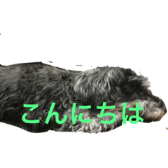 [LINEスタンプ] うちの犬スタンプ(コンです)