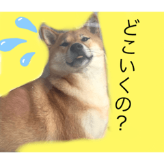 [LINEスタンプ] まめこの日常的