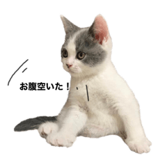 [LINEスタンプ] ねこのこてつスタンプ