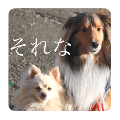 [LINEスタンプ] 璃空とぽんずと愉快な仲間たち1
