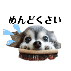 [LINEスタンプ] チワワのりーたんあーたん