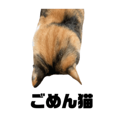 [LINEスタンプ] 使える三毛猫