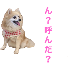 [LINEスタンプ] もふもふマリンちゃん