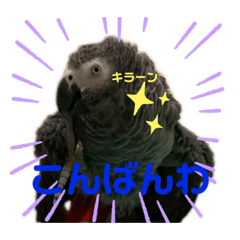 [LINEスタンプ] ヨウムのチキン.ハーツ.さん 仕事用