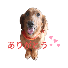 [LINEスタンプ] ダックス＆ネコ