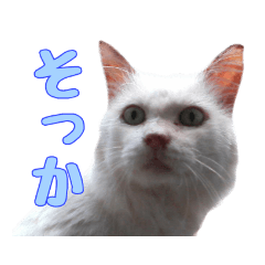 [LINEスタンプ] かずれもんの家のにゃんこ2