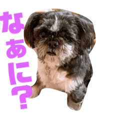 [LINEスタンプ] シーズーのちろるちゃん！