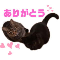 [LINEスタンプ] kai kuma biku mari tabi hattchan