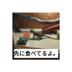 [LINEスタンプ] hathu-rui stanpu