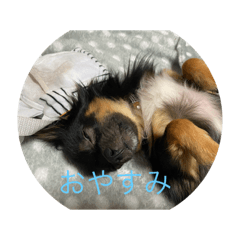 [LINEスタンプ] 大好きコロ