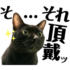 [LINEスタンプ] 黒猫 KEYちゃん6