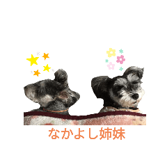[LINEスタンプ] ミニシュナ姉妹のルルとモモ
