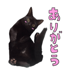[LINEスタンプ] 黒猫のぽんちゃん
