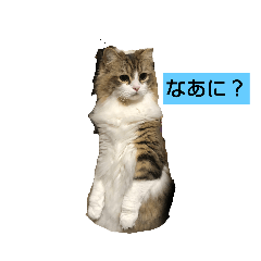 [LINEスタンプ] スコティッシュ マール