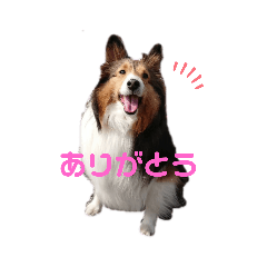 [LINEスタンプ] シェルティのゆなちゃん