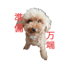 [LINEスタンプ] うちのわんちゃん 愛犬さくら