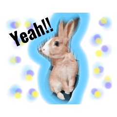 [LINEスタンプ] うさぎの若3