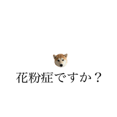 [LINEスタンプ] 柴犬 tinyユッズ2