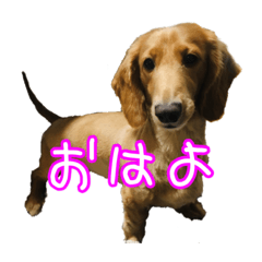 [LINEスタンプ] 私たちのワンコ