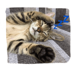 [LINEスタンプ] チェシャ