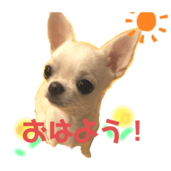 [LINEスタンプ] スムチー かわいい日常使い あいさつ