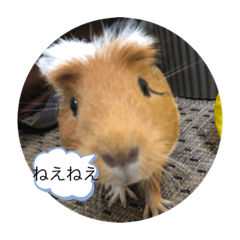 [LINEスタンプ] モルモットのゴマ4