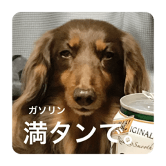 [LINEスタンプ] ミニチュアダックスのつぶやき