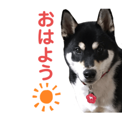 [LINEスタンプ] 黒柴ルル 日常編
