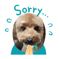 [LINEスタンプ] 小太郎の日常会話