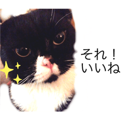 [LINEスタンプ] ネコのクーちゃん