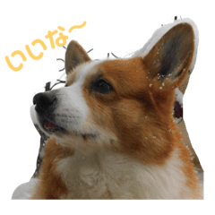 [LINEスタンプ] 可愛すぎるコーギー2