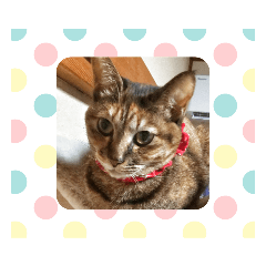 [LINEスタンプ] さっちゃん＆アーリー