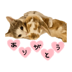 [LINEスタンプ] ちゃむとソナ