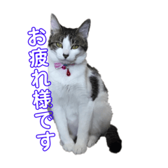 [LINEスタンプ] ねこすたんぷ、2