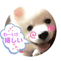 [LINEスタンプ] 日本スピッツ ぽんぷ