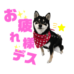 [LINEスタンプ] 黒柴虎鉄の日常スタンプ